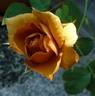 Siena rose photo