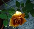 Siena rose photo