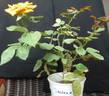 Siena rose photo