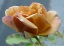 Siena rose photo