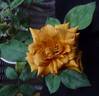 Siena rose photo