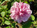 Silver Queen rose photo
