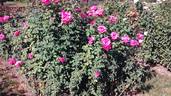 Marijke Koopman rose photo