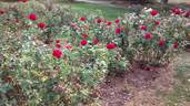 Carrousel rose photo