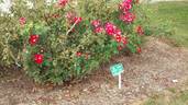 Carefree Spirit rose photo