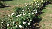 Saratoga rose photo