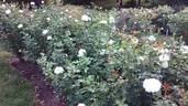 Moondance rose photo