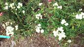 White Koster rose photo