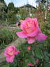 Foster's Ruby Glow rose photo