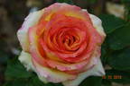 Aruba rose photo