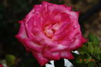 Kraljica Marija rose photo