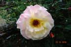 Repubblica di San Marino rose photo