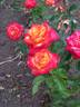 Friendly rose photo