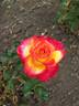 Friendly rose photo