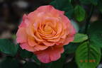 Exotica ® rose photo