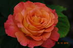 Exotica ® rose photo