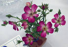 Cineraire rose photo