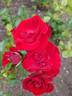 Moulin Rouge ® rose photo