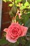 Baby Darling, Cl. rose photo