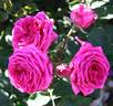 Hollywood Dandy rose photo