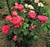 Centenaire de l'Haÿ-les-roses ® rose photo