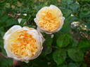 Charity rose photo