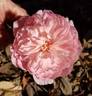 Pink Powderpuff rose photo