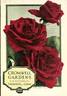 Templar rose photo