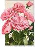 Roserie rose photo