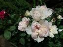 Cecil de Volanges rose photo