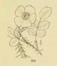 <i>Rosa gratissima</i> Greene synonym rose photo