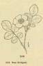 <i>Rosa bridgesii</i> Crépin ex Rydberg rose photo