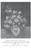 Doris Downes rose photo