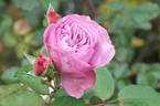 Lavender Ice rose photo