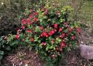 Red Nelly rose photo