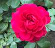 Frilly Cuff rose photo