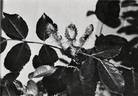 20-73-84 rose photo