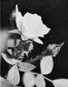 11-75-50 rose photo