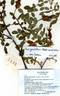 R. graciliflora rose photo