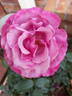 Love Potion ™ rose photo