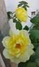 Golden King rose photo