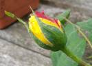Golden King rose photo