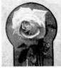 Lady Mary Fitzwilliam rose photo