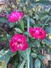 La Marne rose photo