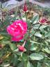 La Marne rose photo