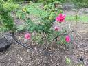 Charlotte Armstrong rose photo