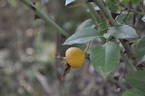 Solfatare rose photo