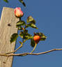 Lady Sylvia, Cl. rose photo