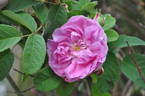 Rosier des Parfumeurs rose photo