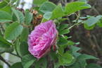 Rosier des Parfumeurs rose photo